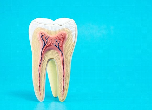 anatomy of a tooth against light blue background 